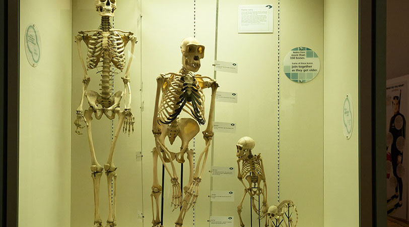 skeletons showing diffrent stages of evolution