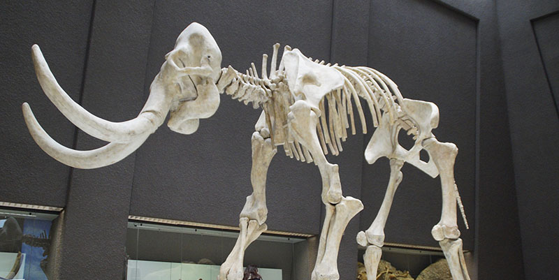  picture of a mammoth fossile