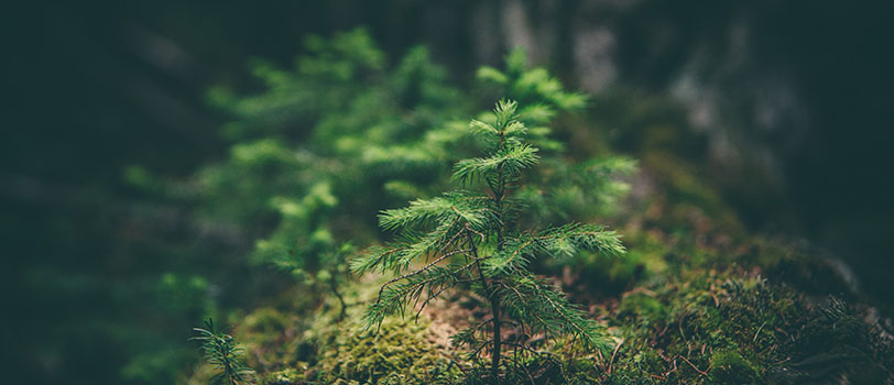  picture of a small tree growing  